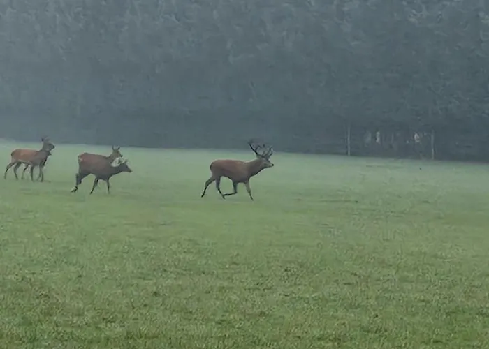 Rural En Normandie Avec Animaux Admis Et Wifi, Nature Et Calme - Fr-1-497-227 度假居